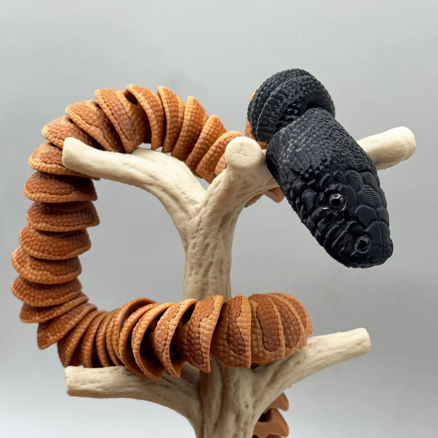 Schwarzkopfpython (Black Head Python) – Ein Stück australische Wildnis für dich!